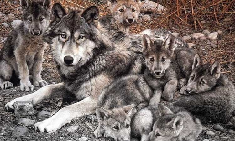 Nacen cachorros del lobo gris mexicano y puedes elegir sus nombres - Yo  Influyo